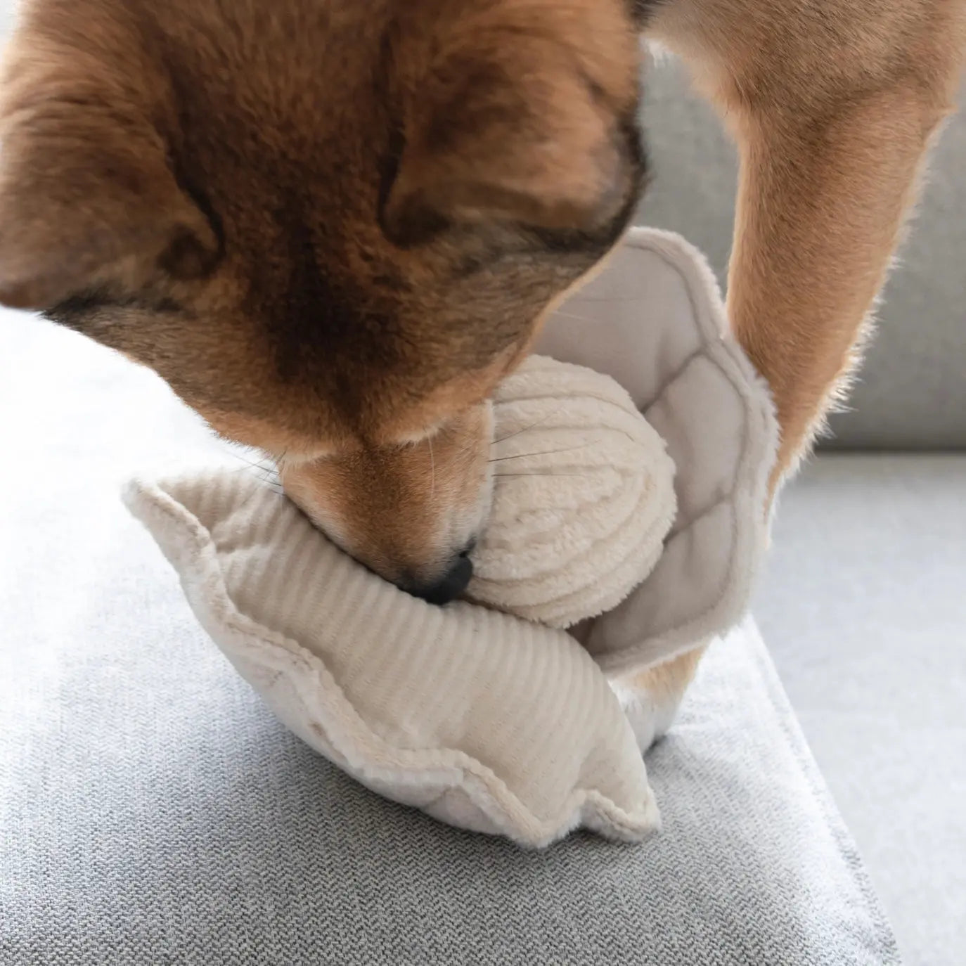 Mentale-Auslastung-für-Hunde-bei-Schlechtwetter Puplando